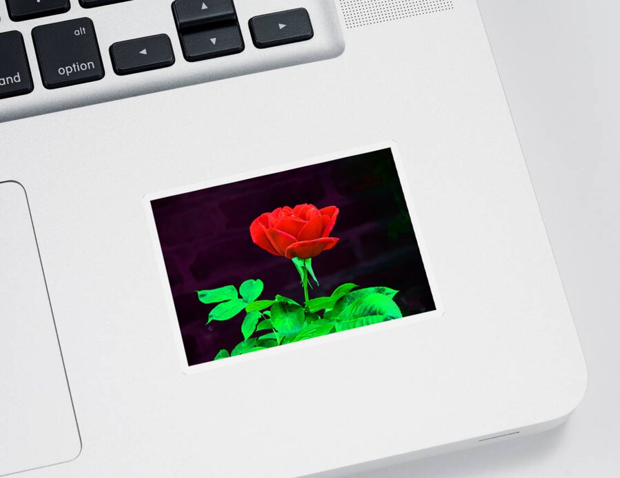 Rose Sticker featuring the photograph Love is a Rose by Bill Cannon
