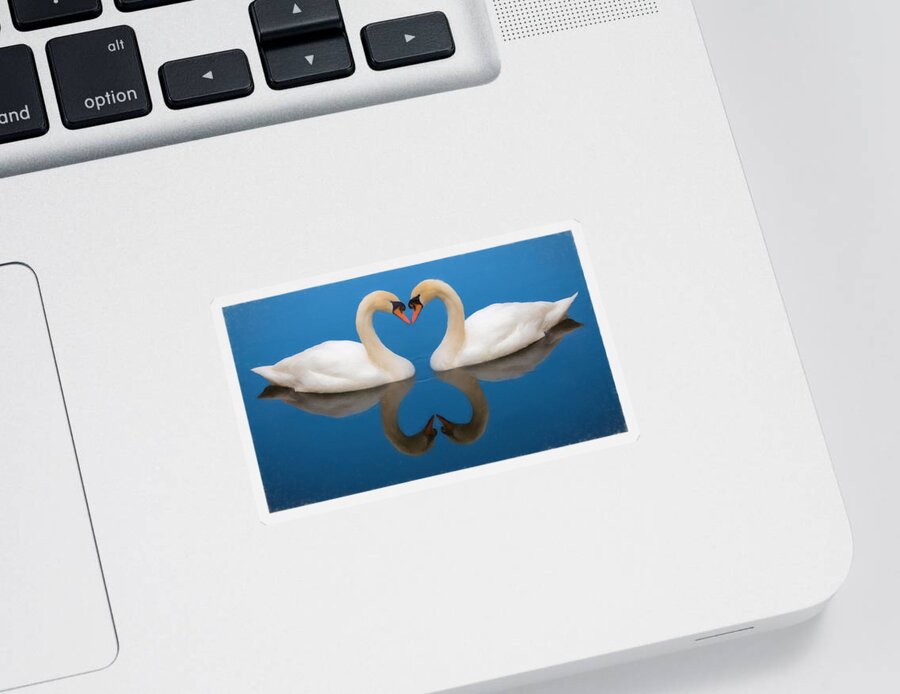 Swan Sticker featuring the photograph Love Is In The Air by Roy Pedersen