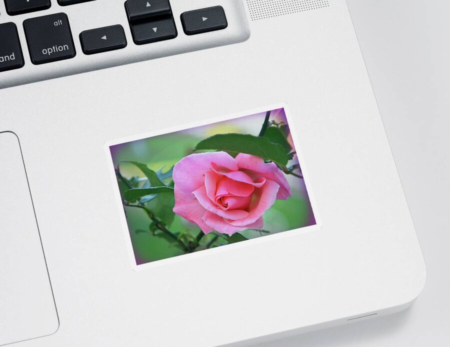 Rose Sticker featuring the photograph Love - Rose by Harsh Malik