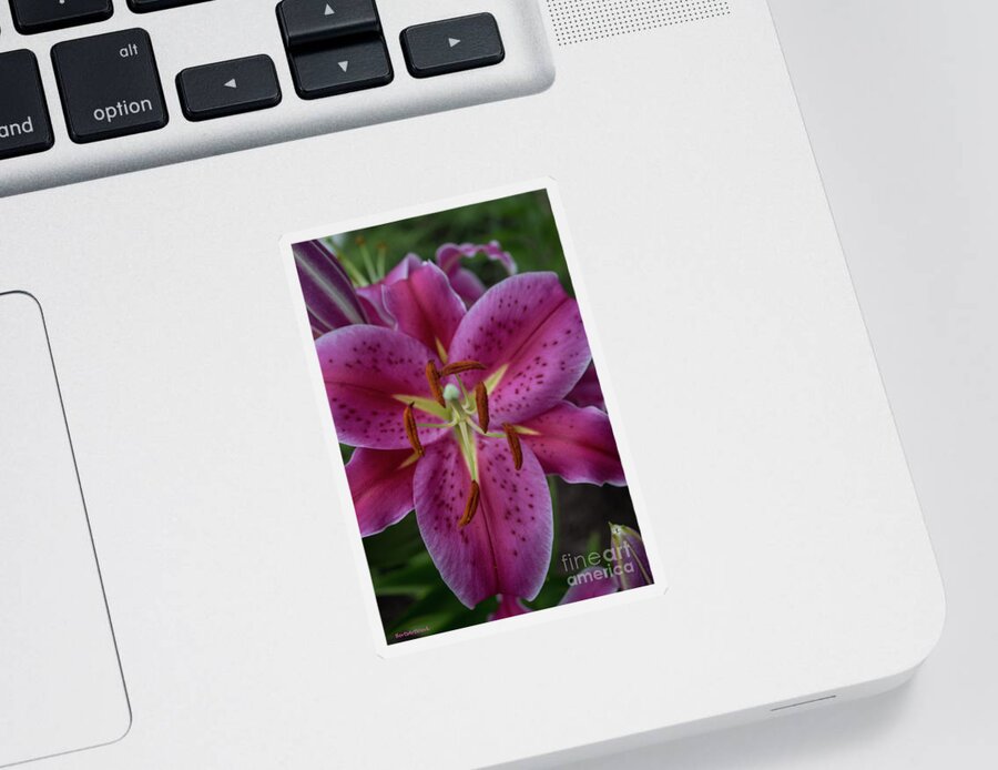 Lily Sticker featuring the photograph Lovely Lily by Roberta Byram