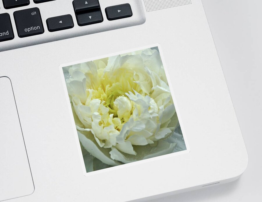 White Peony Sticker featuring the photograph Lovely Peony by Sandy Keeton