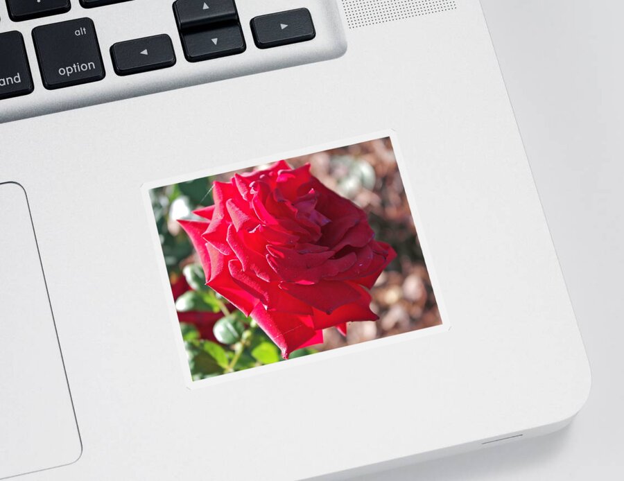 Rosa Sticker featuring the photograph Luminous Red Rose Morning by Michele Myers