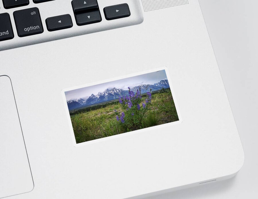 Lupine Beauty Sticker featuring the photograph Lupine Beauty by Chad Dutson