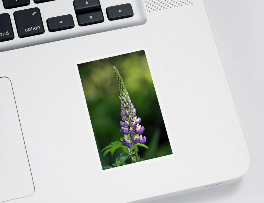 Lupin Sticker featuring the photograph Lupine by Juergen Roth