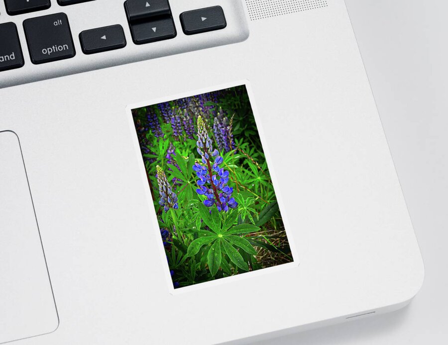 Lupine Sticker featuring the photograph Lupine Vignette by Cathy Mahnke