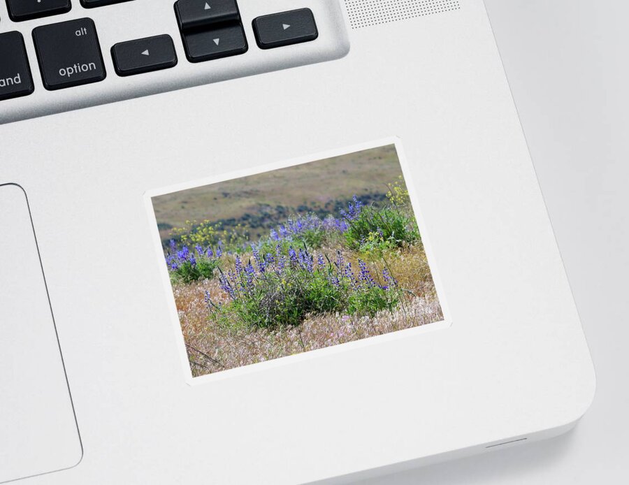 Lupines Sticker featuring the photograph Lupines on the Hill by Carol Groenen