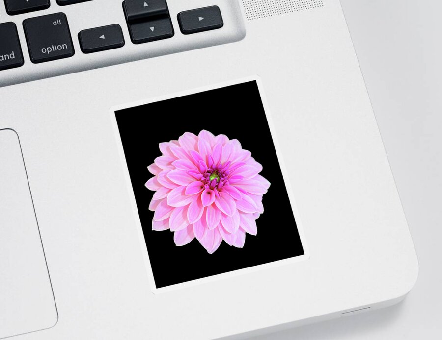 Dahlia Sticker featuring the photograph Luscious Layers Of Pink Beauty by Johanna Hurmerinta