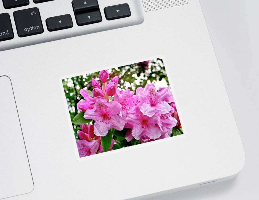 Lush Sticker featuring the photograph Lush spring of the pink rhododendrons. by Elena Perelman