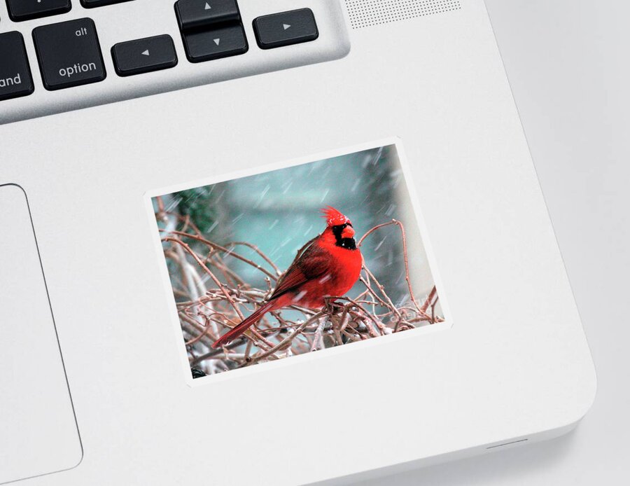 Wild Birds Sticker featuring the photograph Mac Watching it Snow by Patricia Youngquist