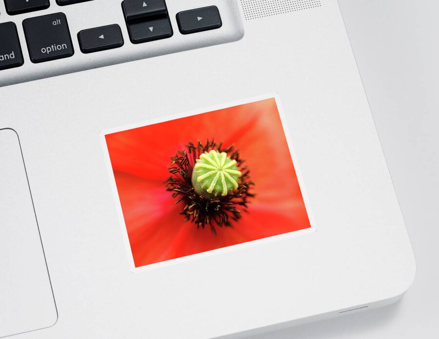 Poppy Sticker featuring the photograph Macro poppy by Paulo Goncalves