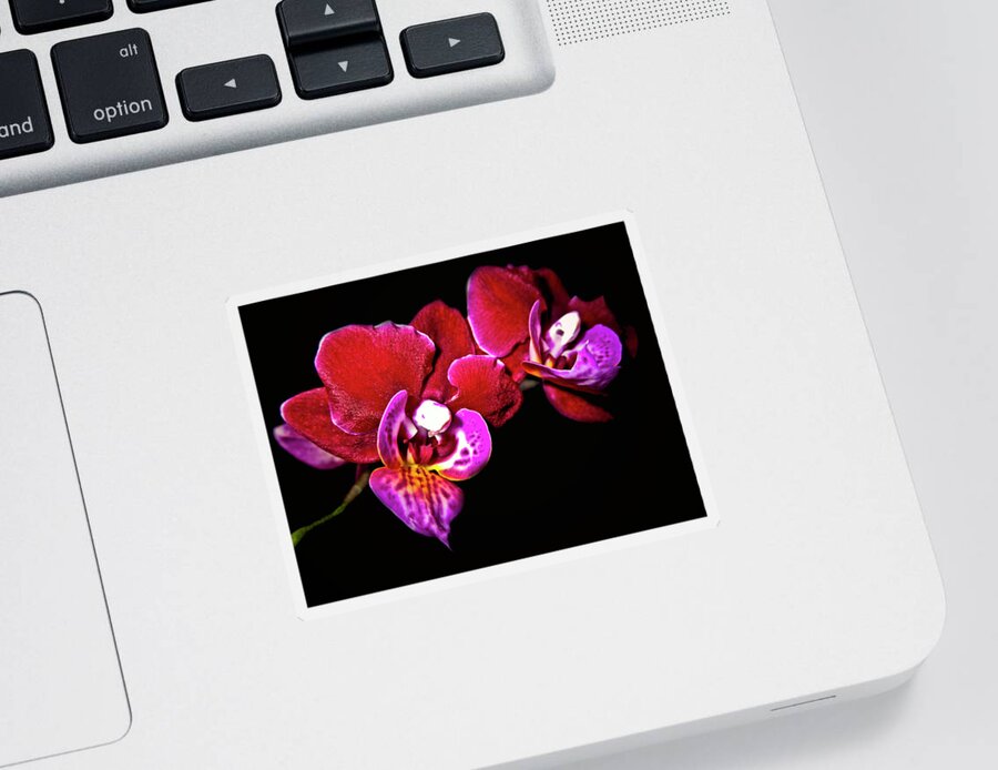 Top-artist Sticker featuring the photograph Magenta Phaleonopsis Orchid by Joyce Dickens