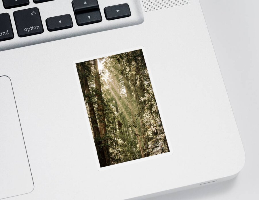 Trees Sticker featuring the photograph Magical Forest 2 by Ana V Ramirez