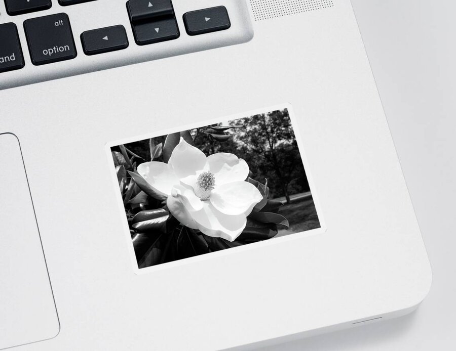 Magnolia Sticker featuring the photograph Magnolia Bloom- by Linda Woods by Linda Woods