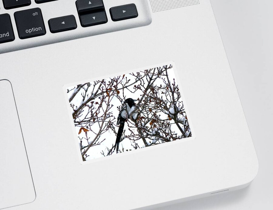 #magpieinasnowstorm Sticker featuring the photograph Magpie In A Snowstorm by Will Borden