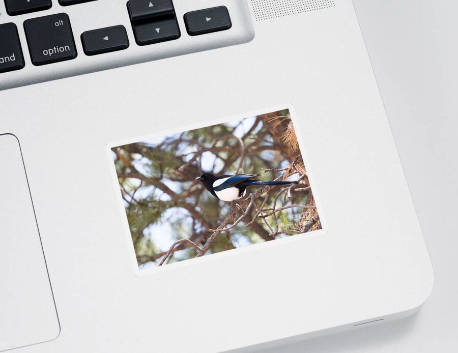 Magpie Sticker featuring the photograph Magpie by Steven Krull