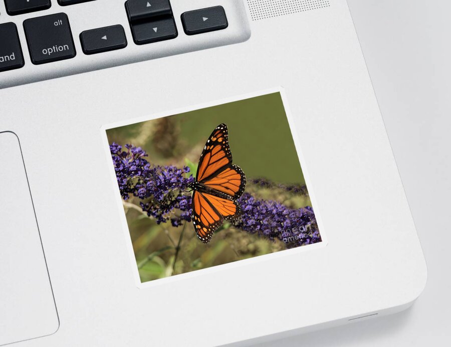 Butterfly Sticker featuring the photograph Majestic Male by Judy Wolinsky