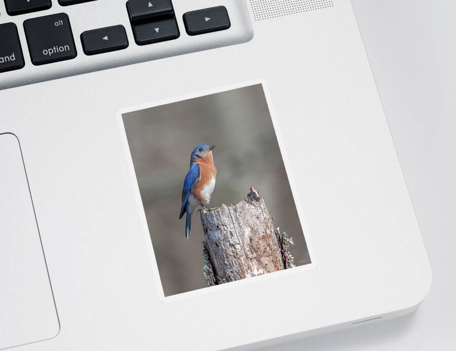 Nature Sticker featuring the photograph Male Eastern Bluebird Singing DSB0287 by Gerry Gantt