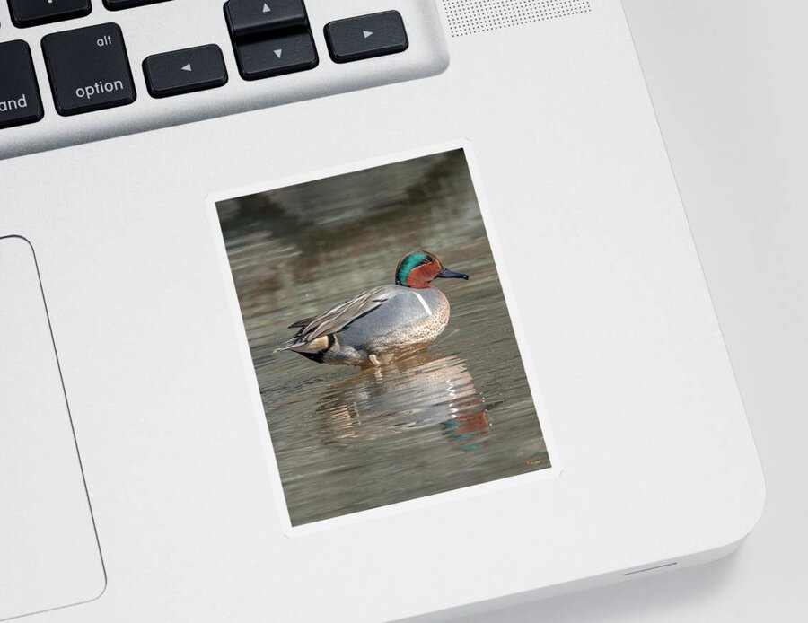 Nature Sticker featuring the photograph Male Green-winged Teal DWF0171 by Gerry Gantt