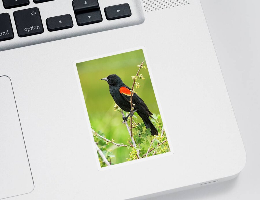Red-winged Blackbird Sticker featuring the photograph Male Red-winged Blackbird by Belinda Greb