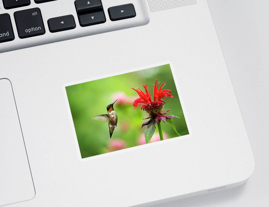 Hummingbird Sticker featuring the photograph Male Ruby-Throated Hummingbird Hovering Near Flowers by Christina Rollo