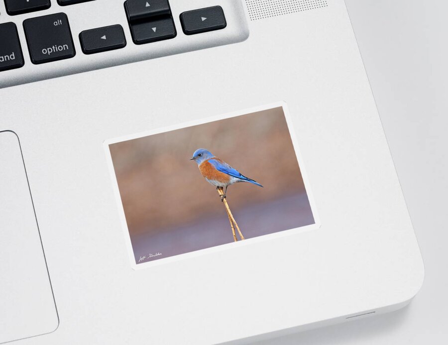 Adult Sticker featuring the photograph Male Western Bluebird Perched on a Stalk by Jeff Goulden