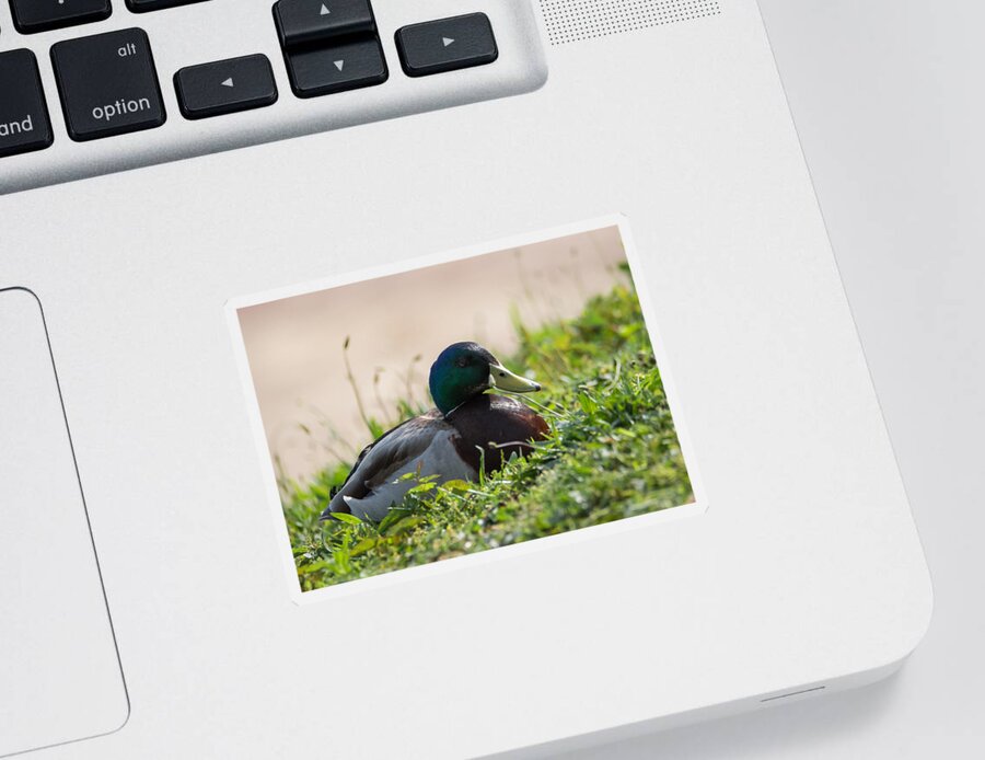 Mallard Sticker featuring the photograph Mallard Drake on the Ohio River Bank by Holden The Moment