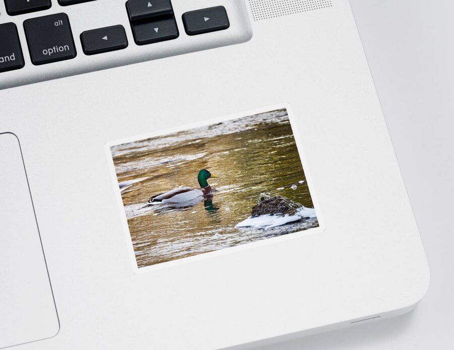 Jouko Lehto Sticker featuring the photograph Mallard in the golden river by Jouko Lehto