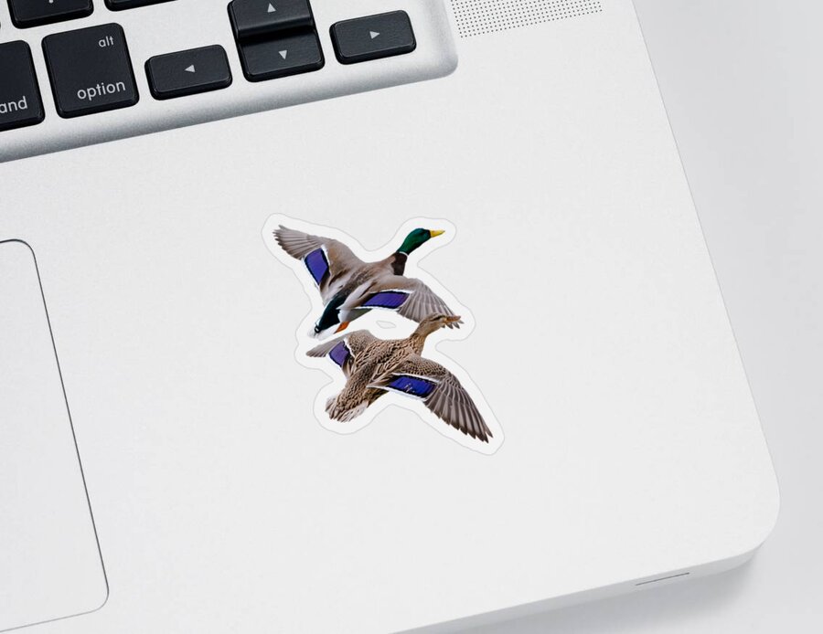Mallards Sticker featuring the photograph Mallards in Flight by Holden The Moment