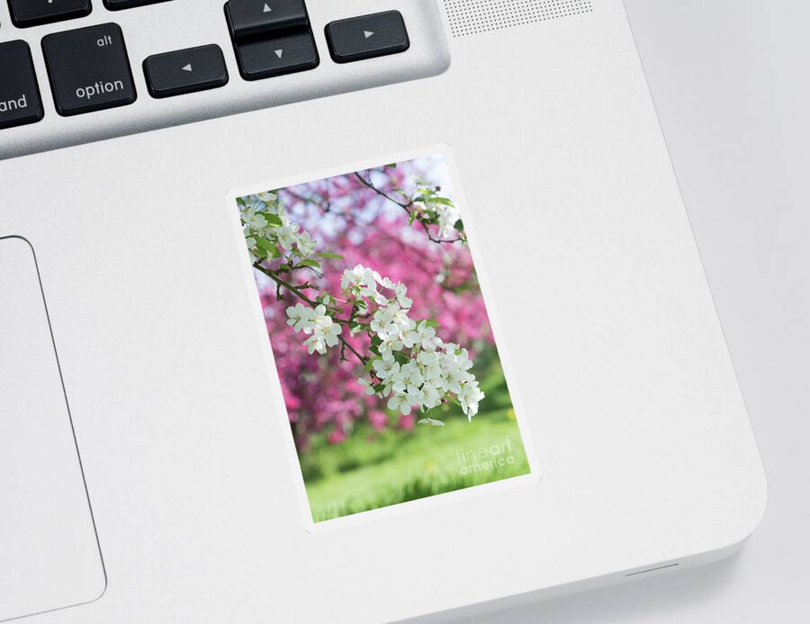Malus Lady Northcliffe Sticker featuring the photograph Malus Lady Northcliffe Blossom by Tim Gainey