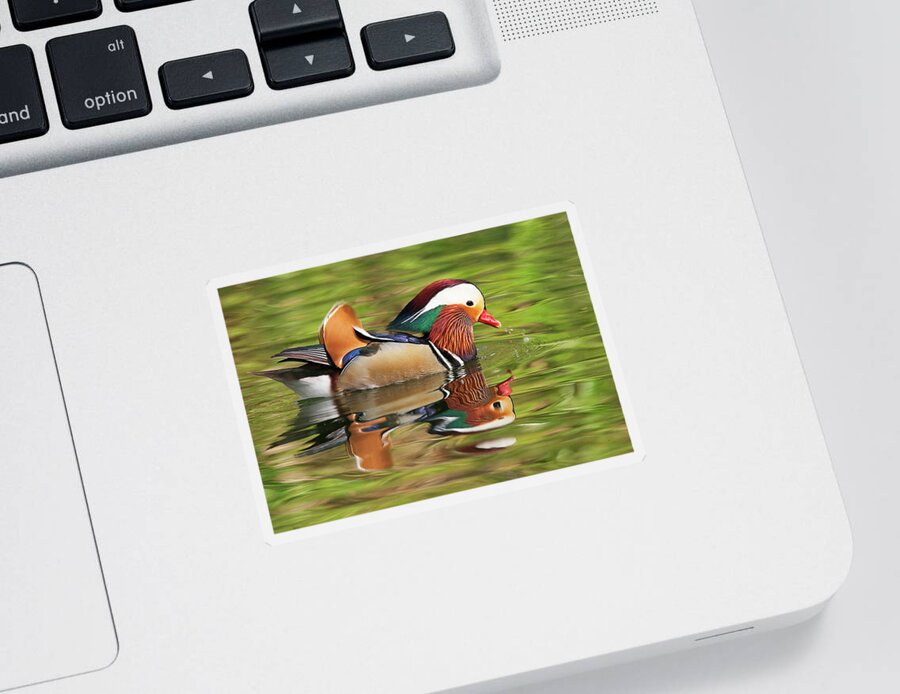 Mandarin Duck Sticker featuring the photograph Mandarin Duck by Ram Vasudev