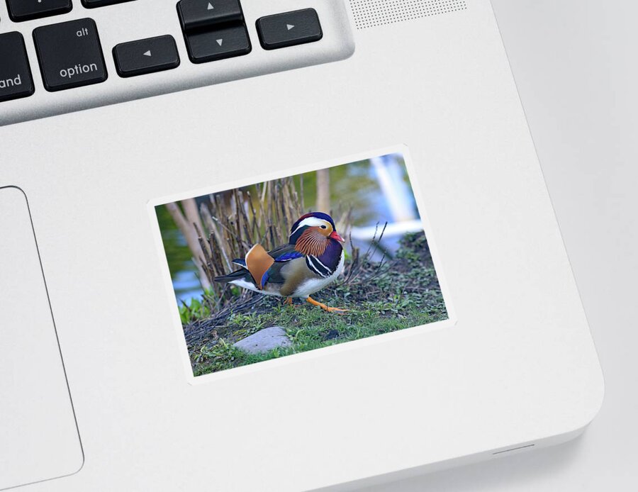 Mandarin On The Move Sticker featuring the photograph Mandarin on the move by Lynn Hopwood