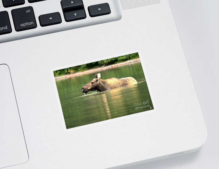 Sticker featuring the photograph Many Glacier Moose 7 by Adam Jewell