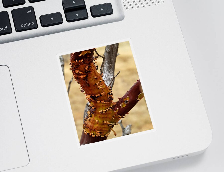 Landscape Sticker featuring the photograph Manzanita Tree by Richard Thomas