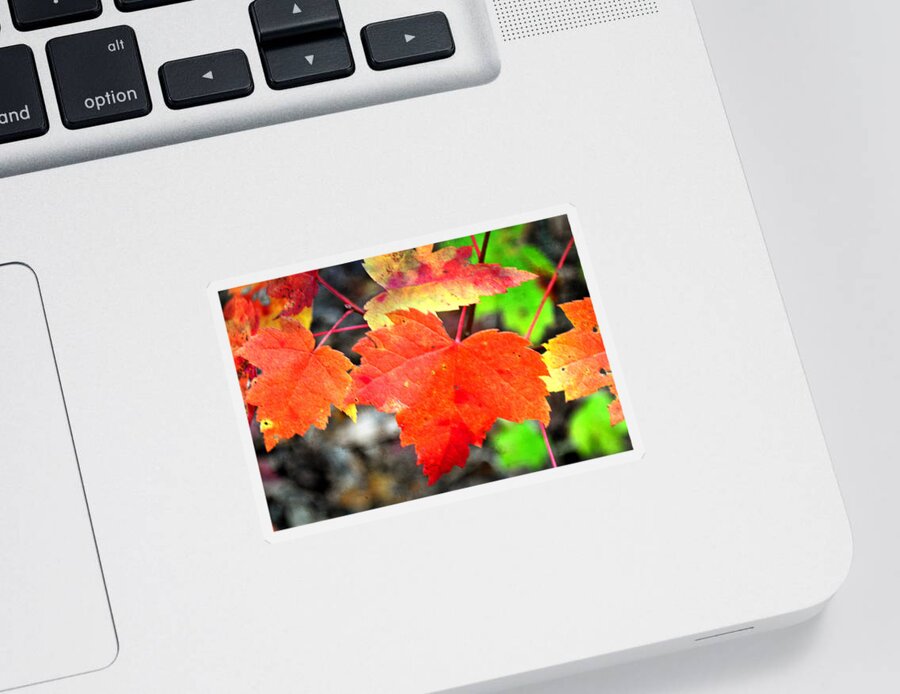 Fall Sticker featuring the photograph Maple Leafs Ablaze by Marty Koch