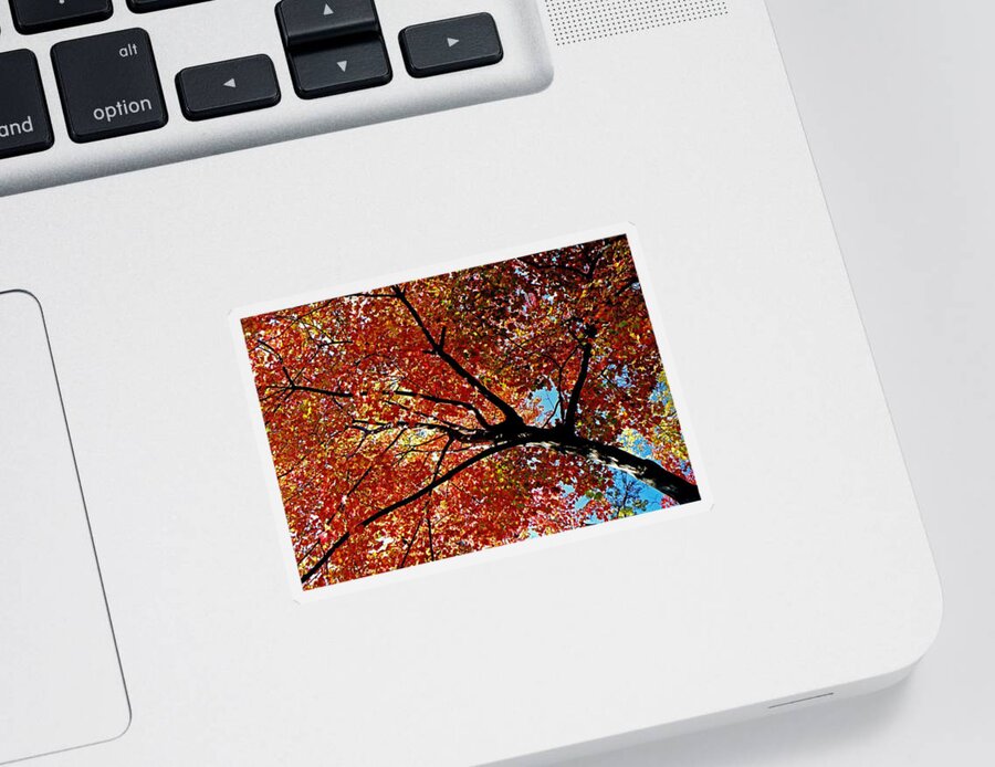 Autumn Sticker featuring the photograph Maple Tree in Autumn Glow by Juergen Roth