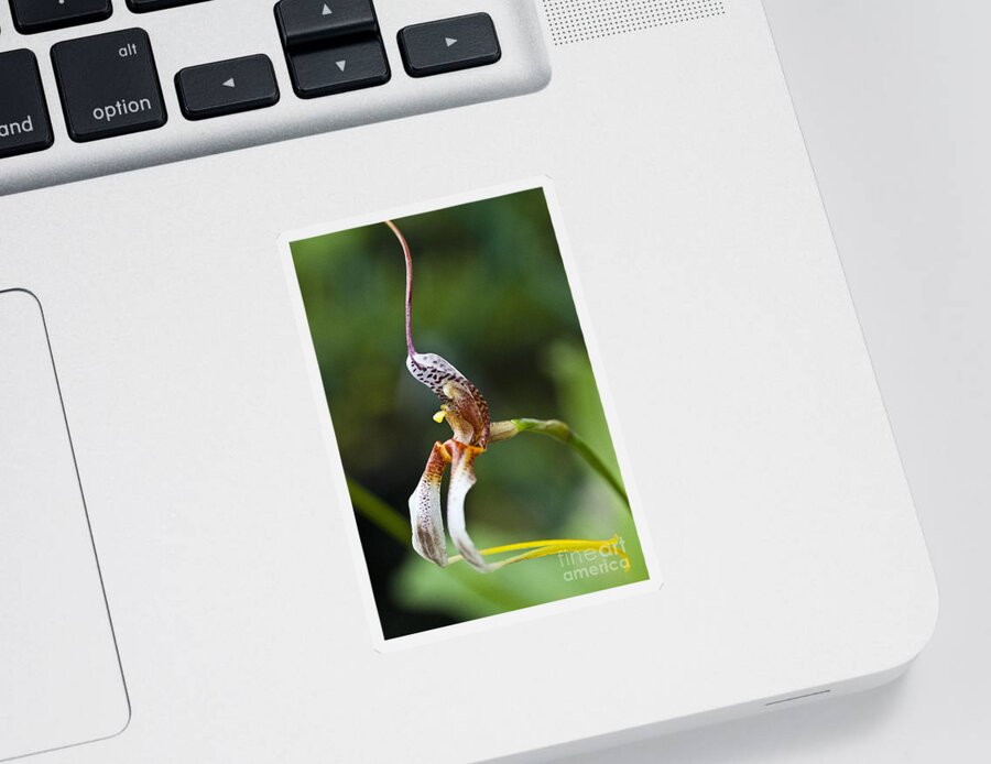 Orchid Sticker featuring the photograph Masdevallia hortensiae orchid by Heiko Koehrer-Wagner