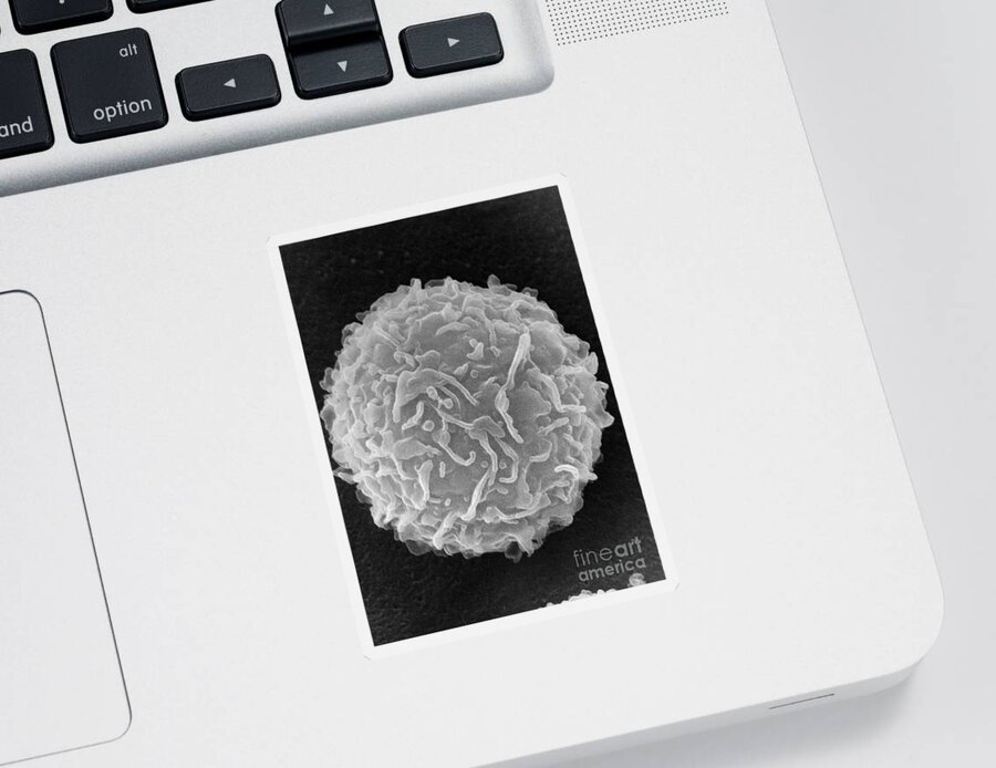 Biology Sticker featuring the photograph Mast Cell SEM by Don Fawcett and E Shelton and Photo Researchers