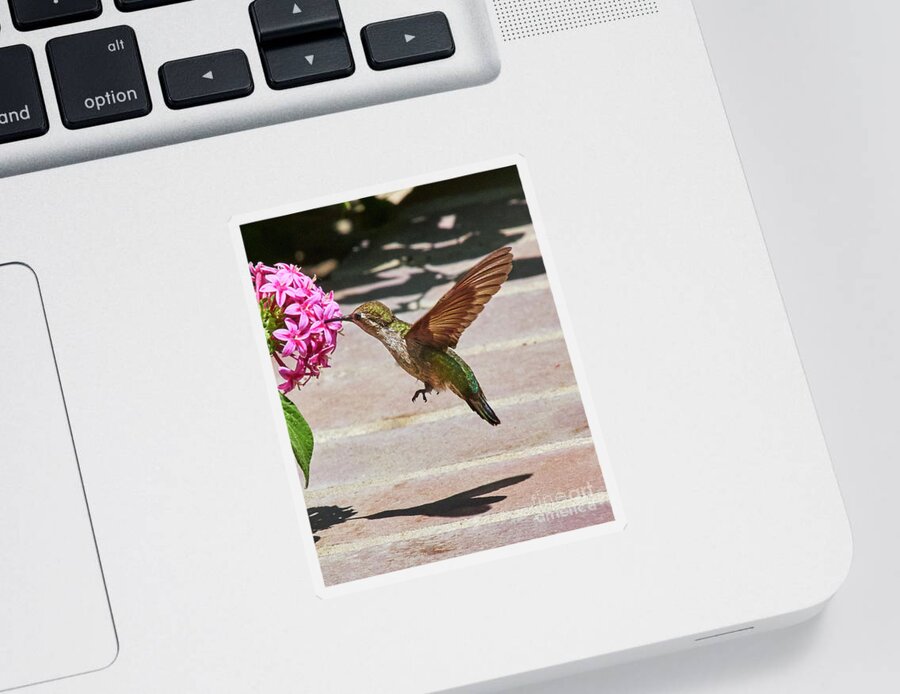 Humming Bird Sticker featuring the photograph Me and my shadow by Steve Ondrus