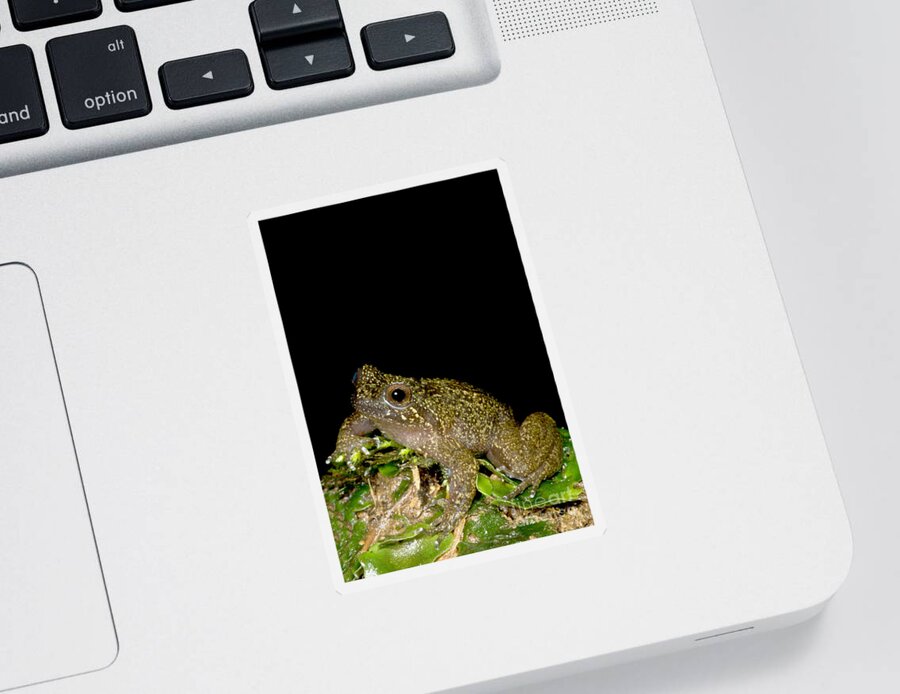 Mehun Green Frog Sticker featuring the photograph Mehun Green Frog by Dant Fenolio