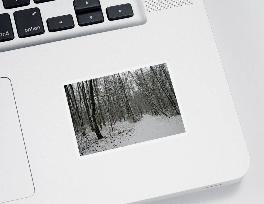 Merwin Snow Woods Sticker featuring the photograph Merwin Snow Woods by Dylan Punke