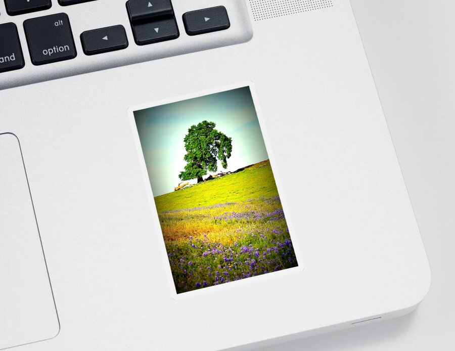 Table Mountain Sticker featuring the photograph Mesa Oak in Spring by Pamela Patch