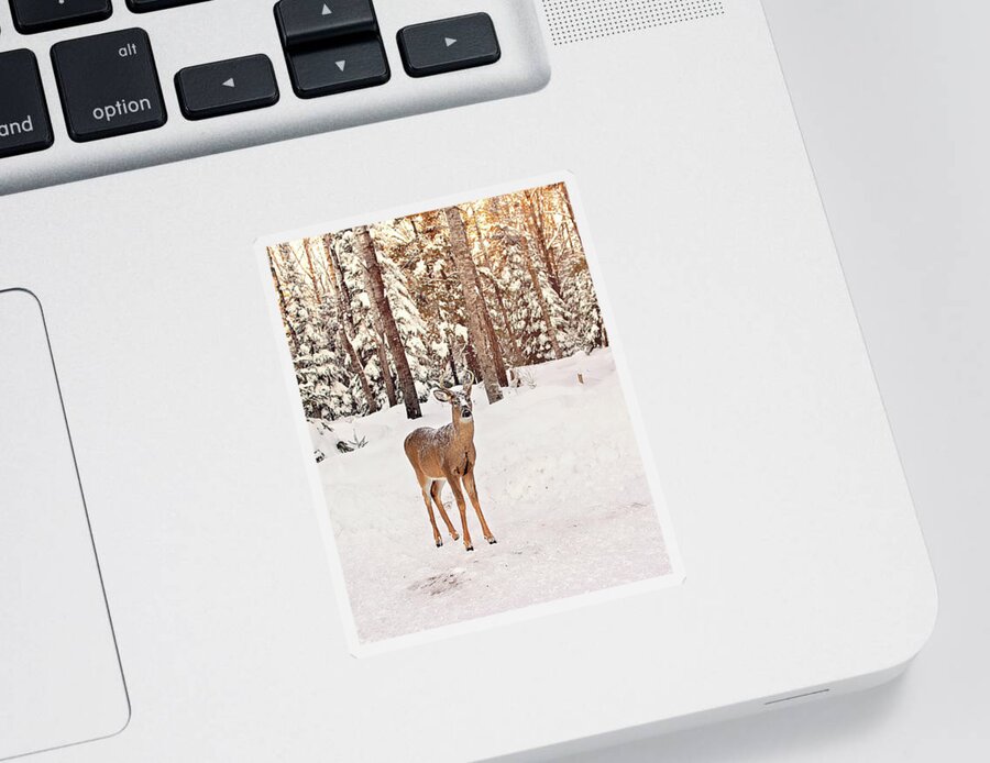 Michigan Whitetail Deer Sticker featuring the photograph Michigan Whitetail Print by Gwen Gibson