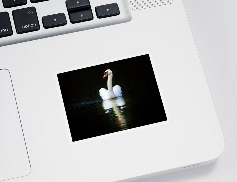 Bird Sticker featuring the photograph Midnight Swan Song by Bill and Linda Tiepelman