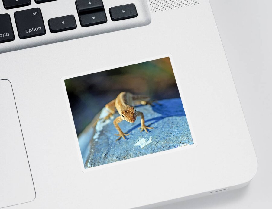 Anole Sticker featuring the photograph Mini Attitude by Kenneth Albin