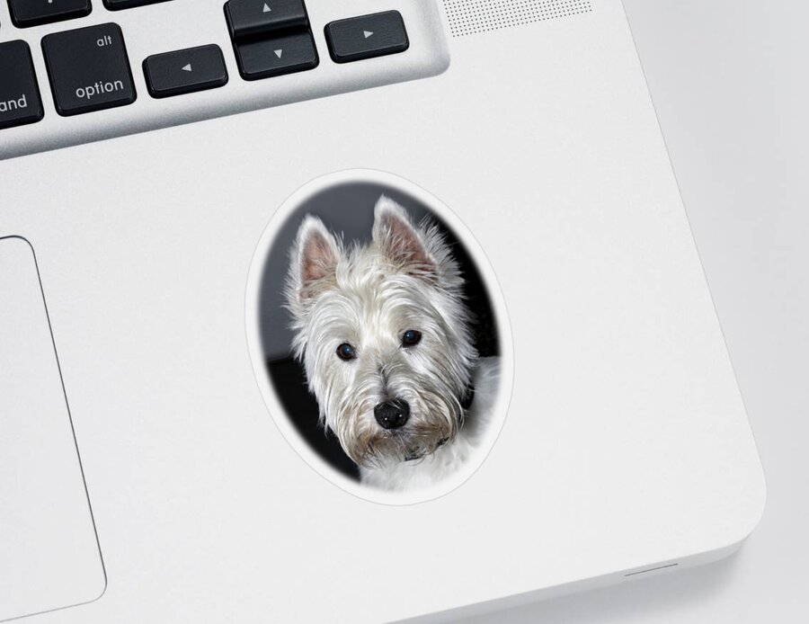 Purebred Sticker featuring the photograph Mischievous Westie Dog by Bob Slitzan