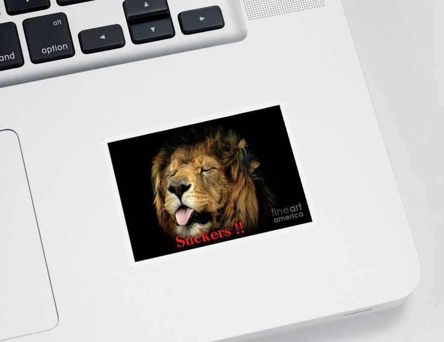 Lion Sticker featuring the photograph Mocking Lion by Sam Rino