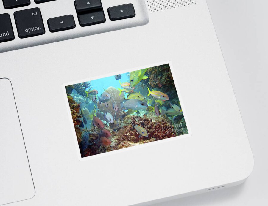 Underwater Sticker featuring the photograph Molasses Reef by Daryl Duda