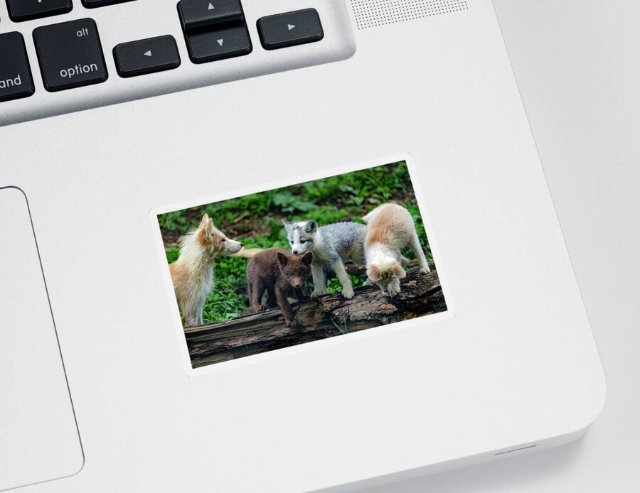 Fox Cubs Sticker featuring the photograph Mom fox and her cubs by Sam Rino
