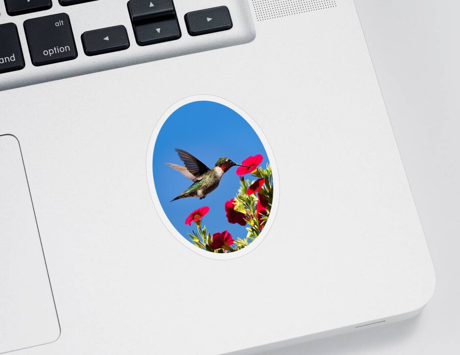 Hummingbird Sticker featuring the photograph Moments of Joy by Christina Rollo