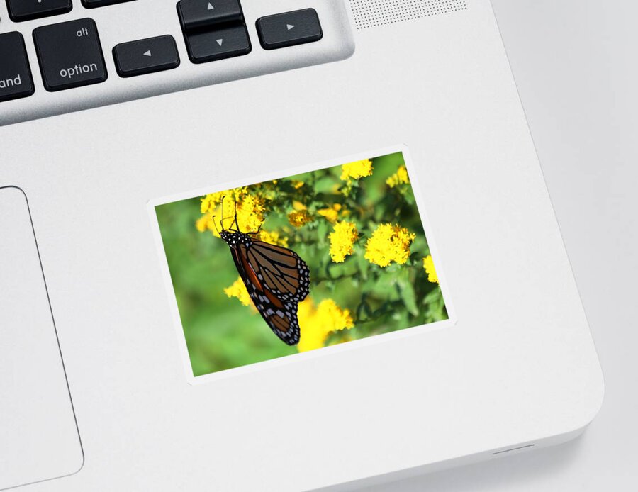 Monarch Butterfly Sticker featuring the photograph Monarch Butterfly II by Carol Montoya